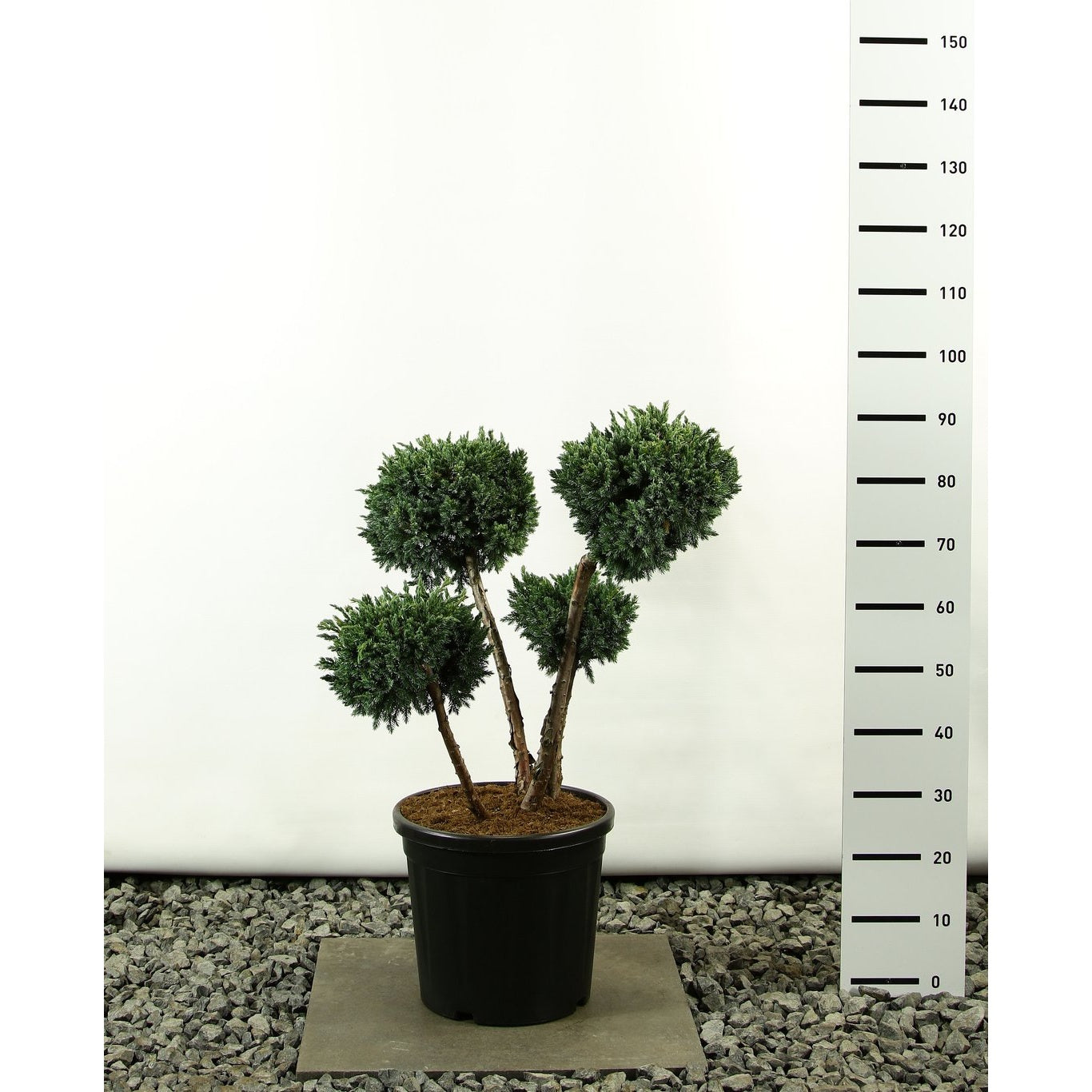 Fjäll-en – Juniperus squamata 'Meyeri' - 60-80 CM Multiplateau EXTRA in Cont.